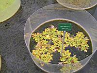 Laitue d'eau, Pistia stratiotes (fam Aracees) (regions tropicales cotieres) (1) (Photo F. Mrugala)